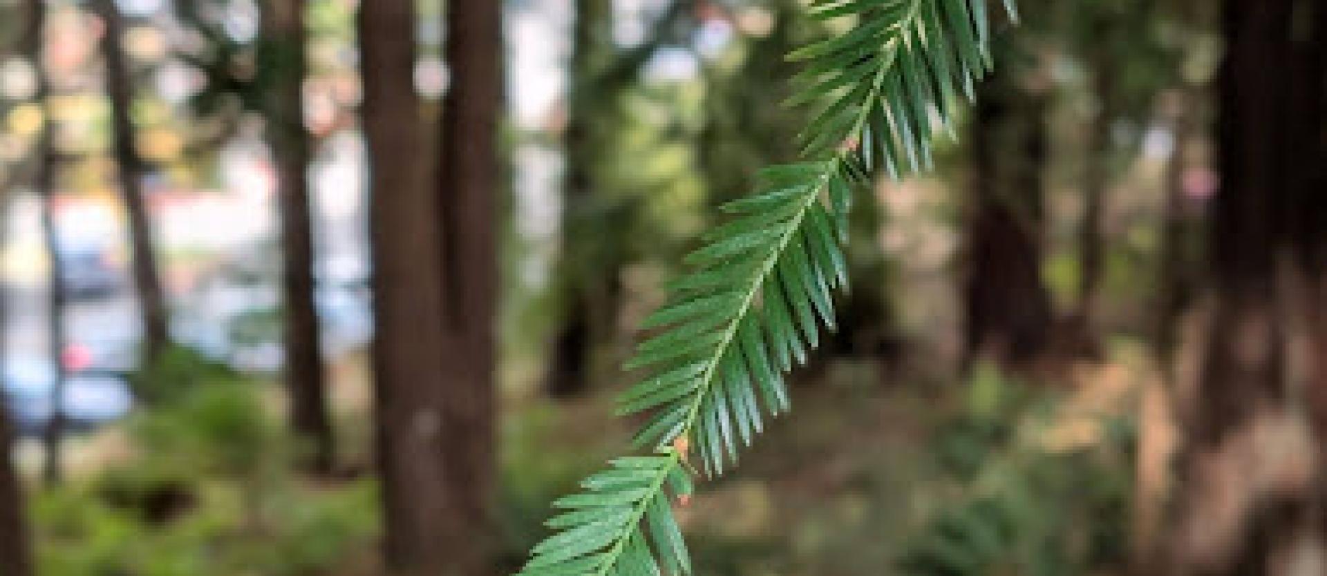 Redwoods on Cal Poly Humboldt