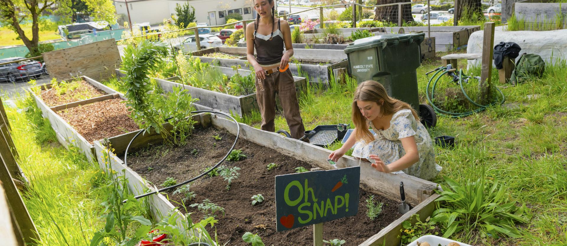 Students work in the Oh Snap food garden