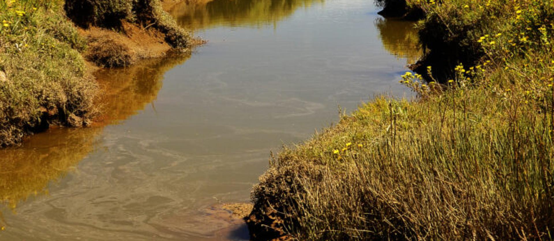image of a tidal slough / wetlands on a sunny day