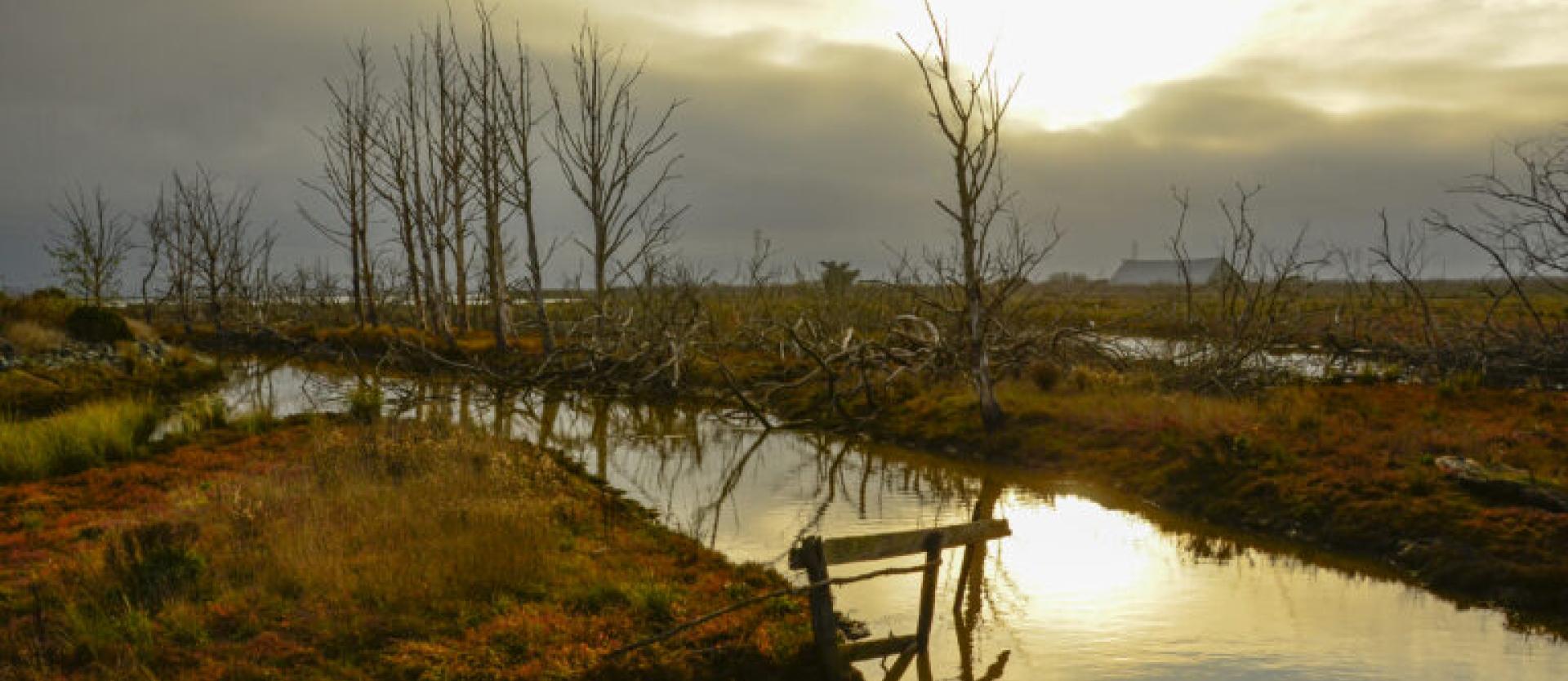 image of a tidal slough / wetland on a cloudy afternoon
