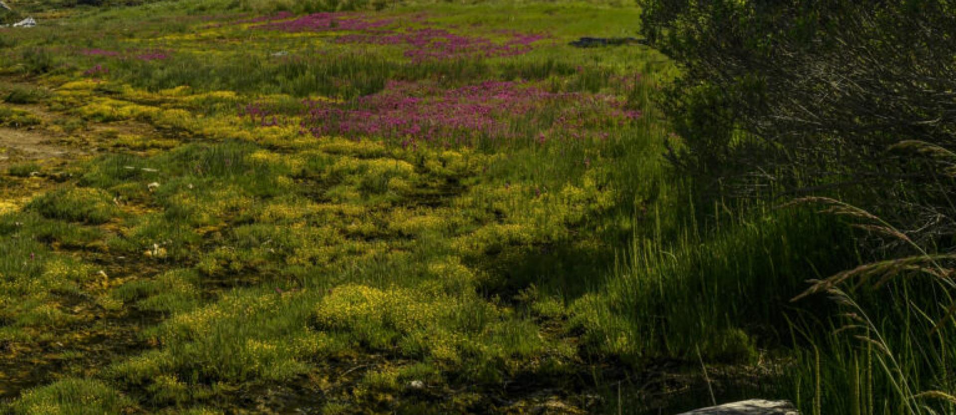 image of a green meadow/wetland on a sunny day