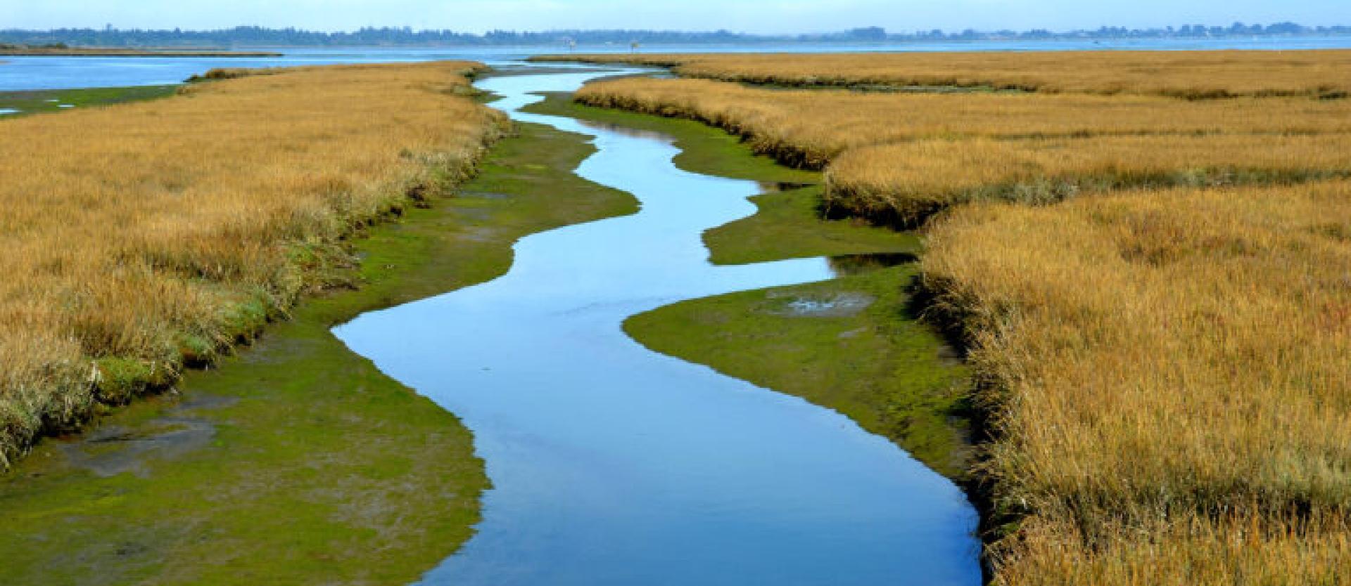 image of a meandering slough through wetlands