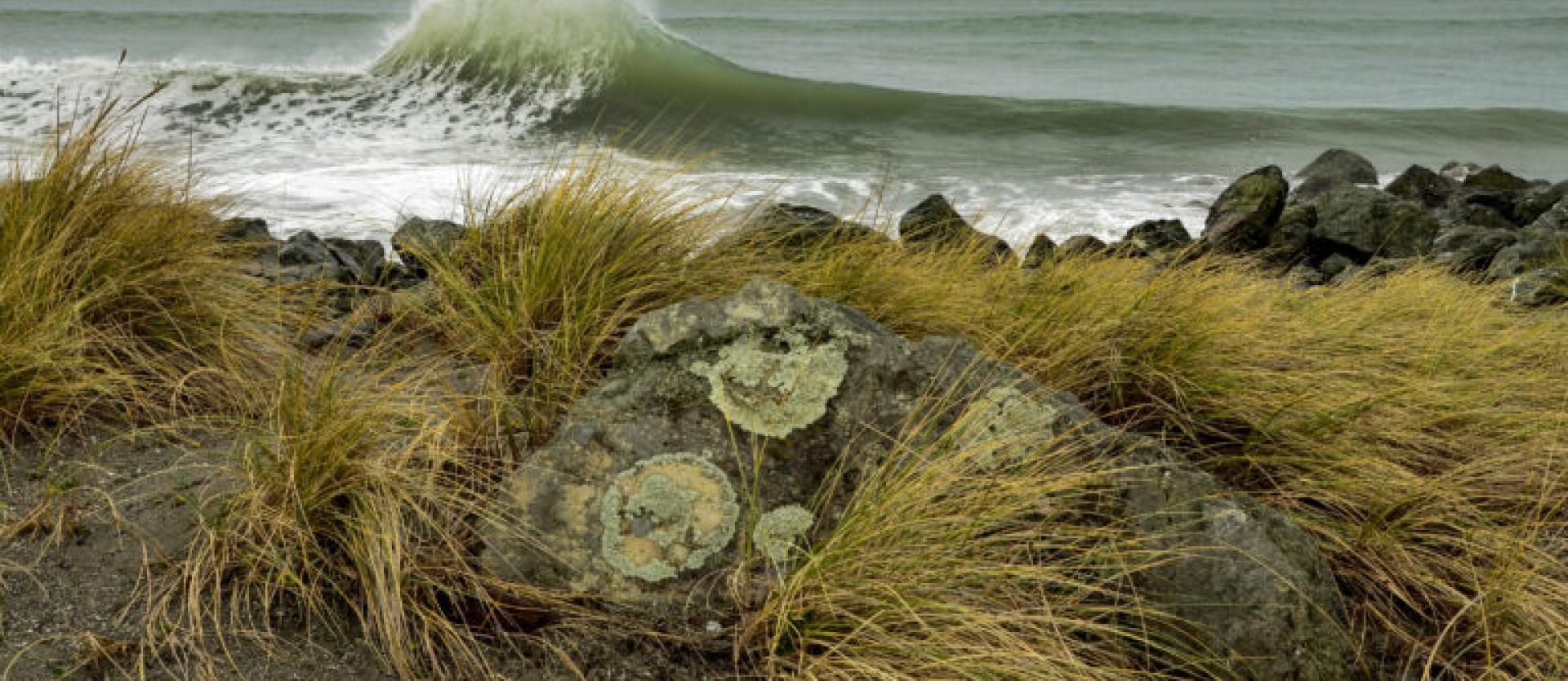 image of waves breaking on a beach, with vegetated sand dunes in the foreground