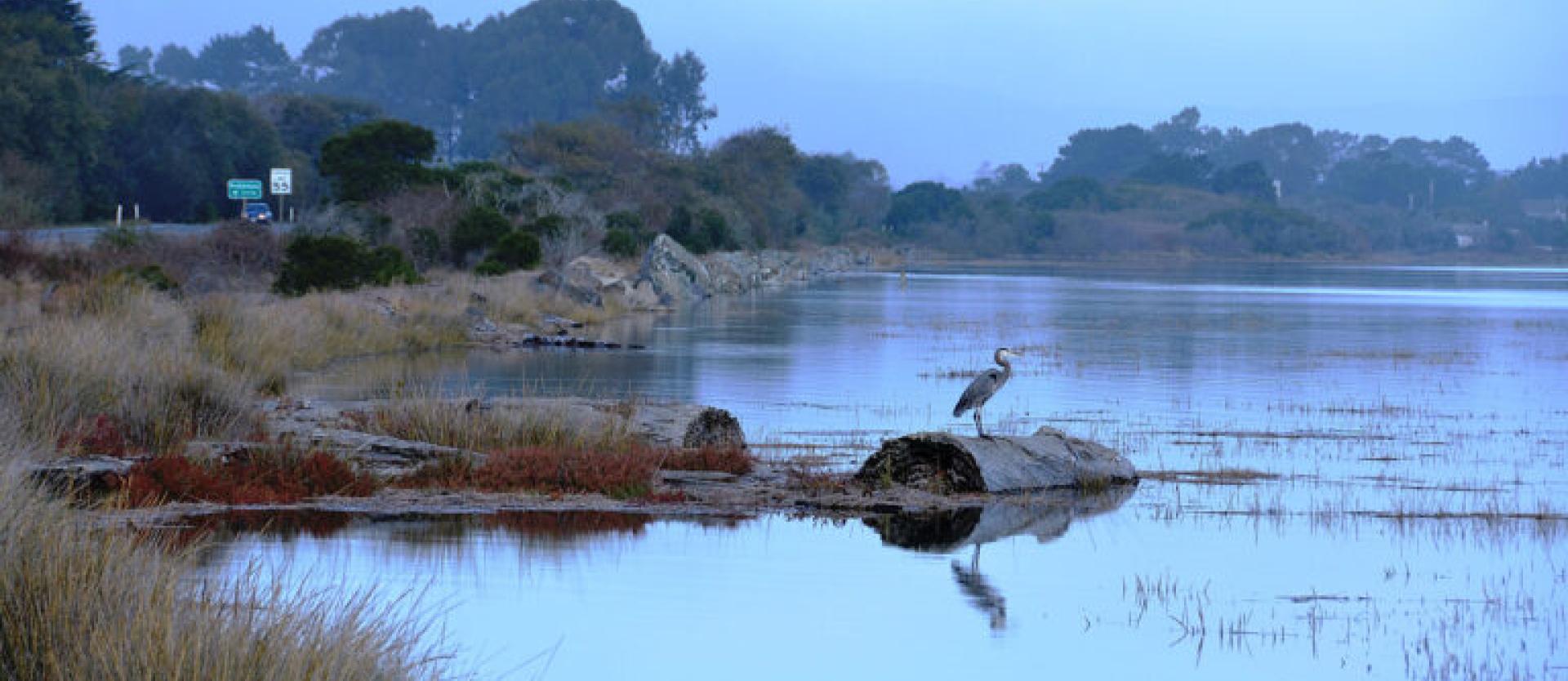 image of large predatory bird standing on a submerged log at the edge of the bay