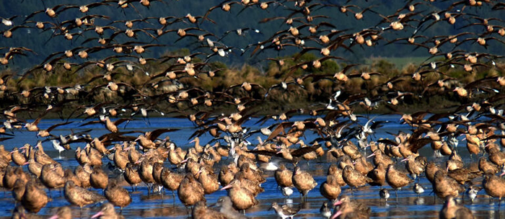 image of a flock of small birds standing in shallow bay waters. some are taking flight