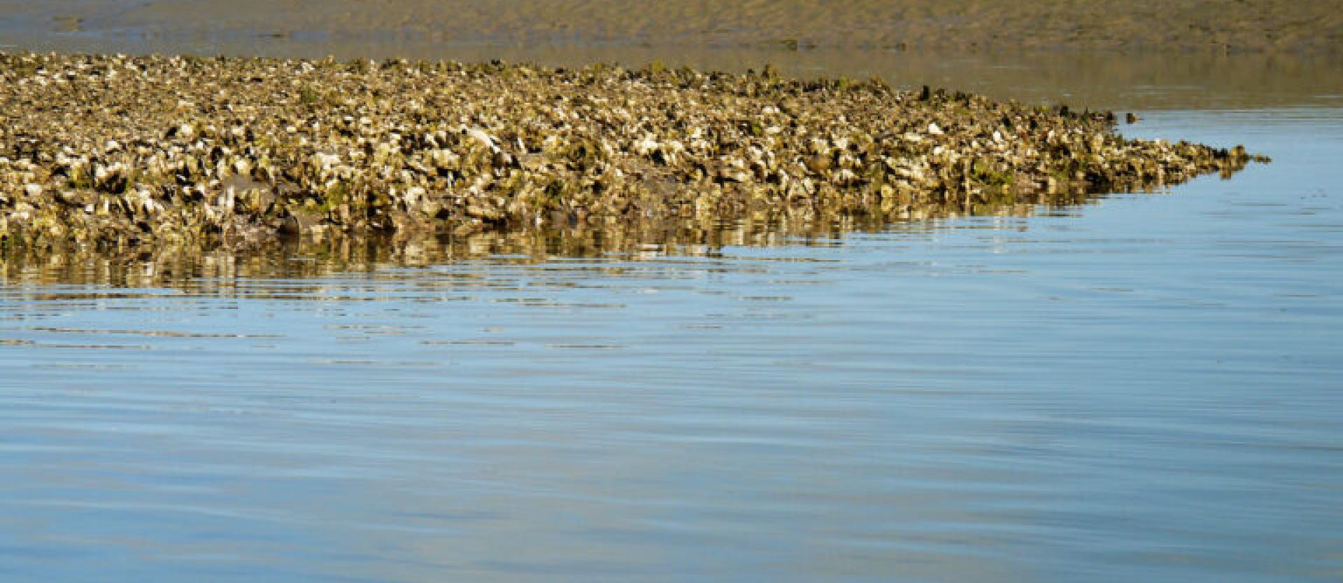 image of an area of the bay that is sometimes above water and sometimes below water