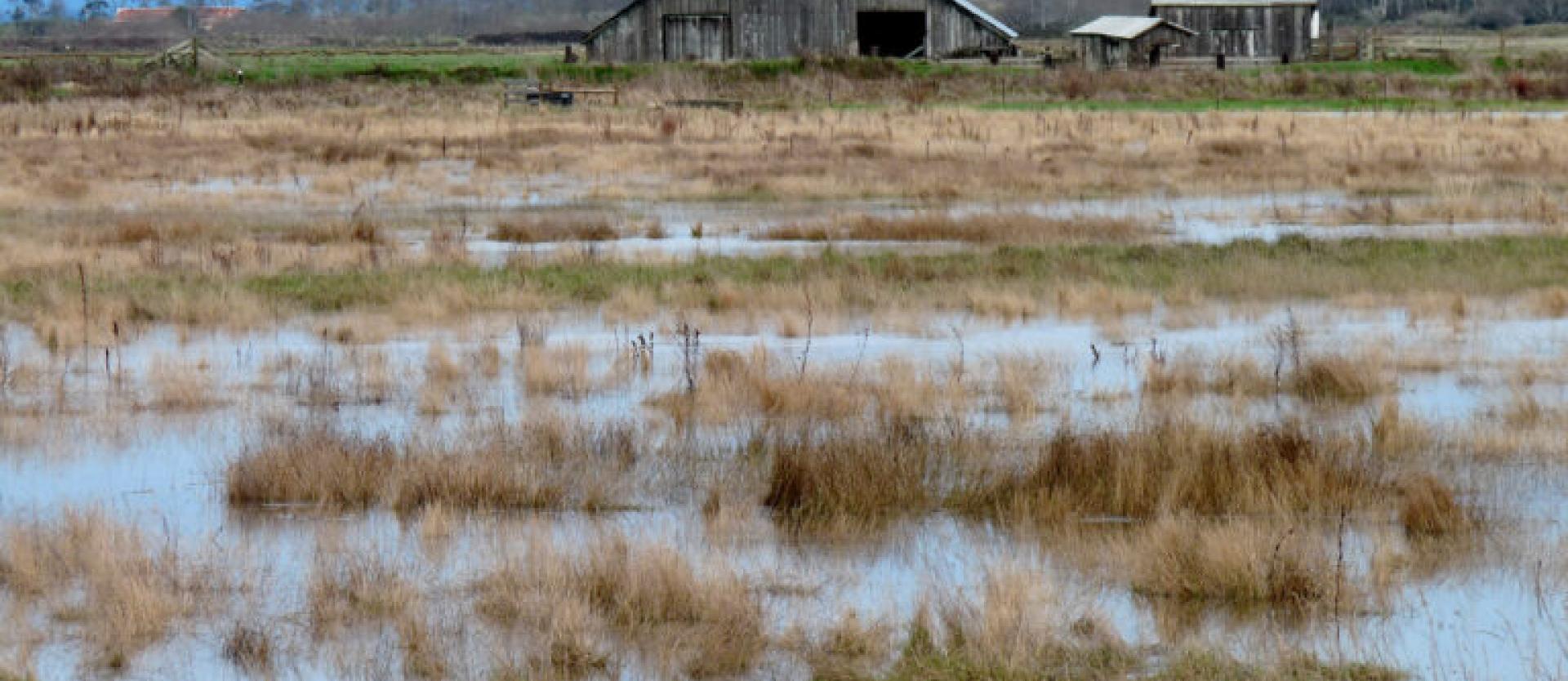 image of a dilapidated barn in a flooded wetland