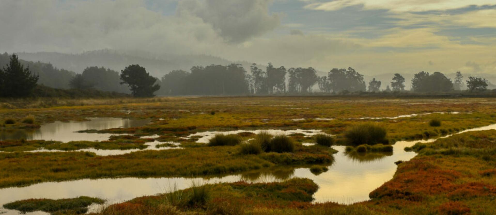 image of a wetland in Humboldt Bay, with a treeline in the background