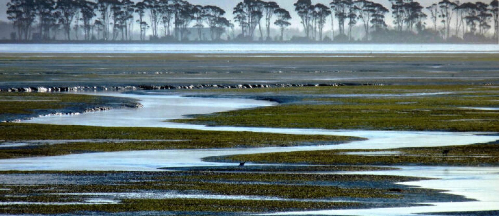 image of flooded marsh land, with tree covered Tuluwat in the background