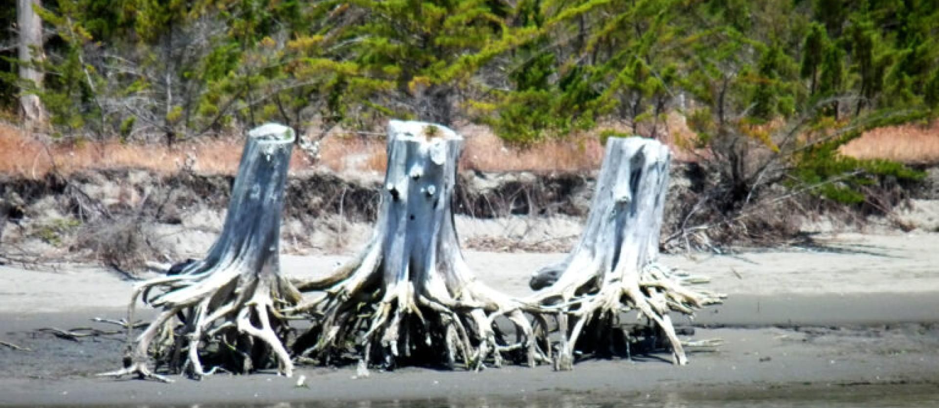 3 beached tree stumps side by side on a beach