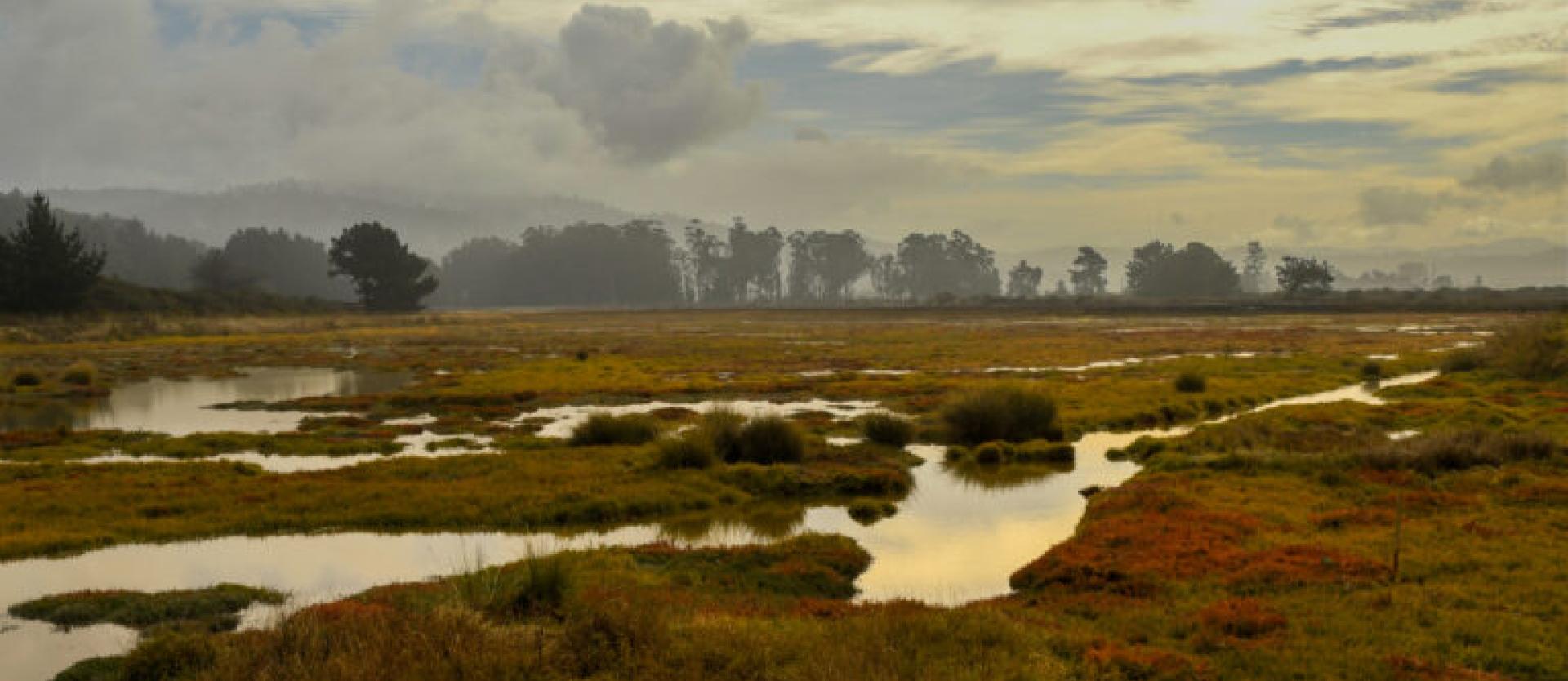 image of wetlands with a treeline in the background