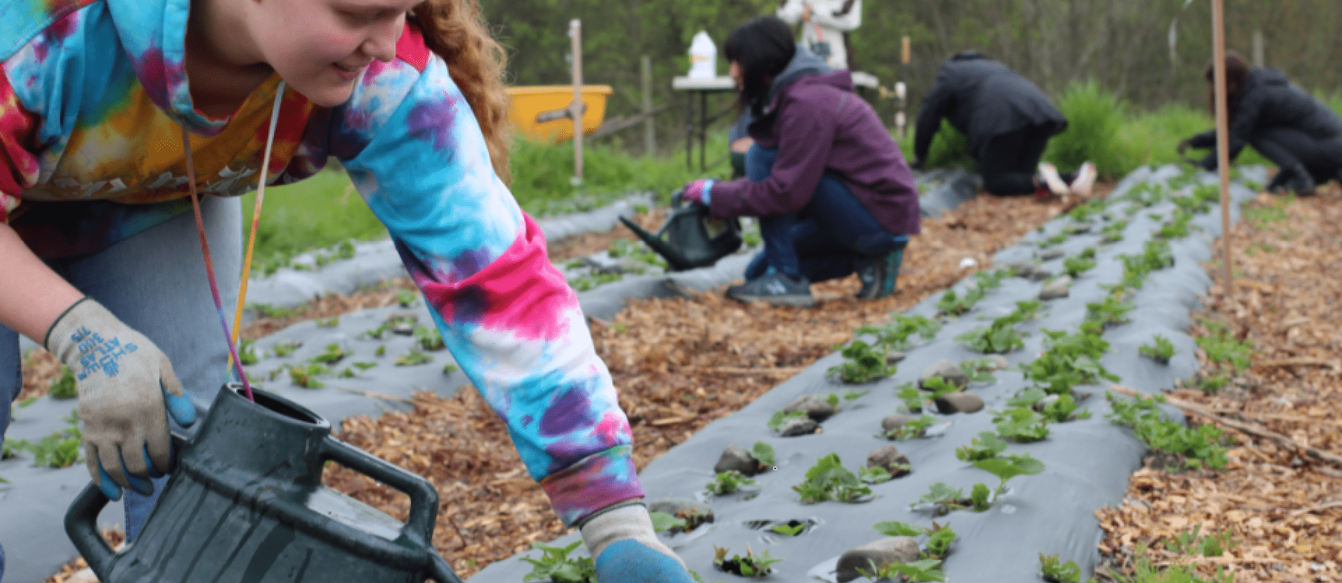 Fertilizing strawberry plants (Spring 2019)