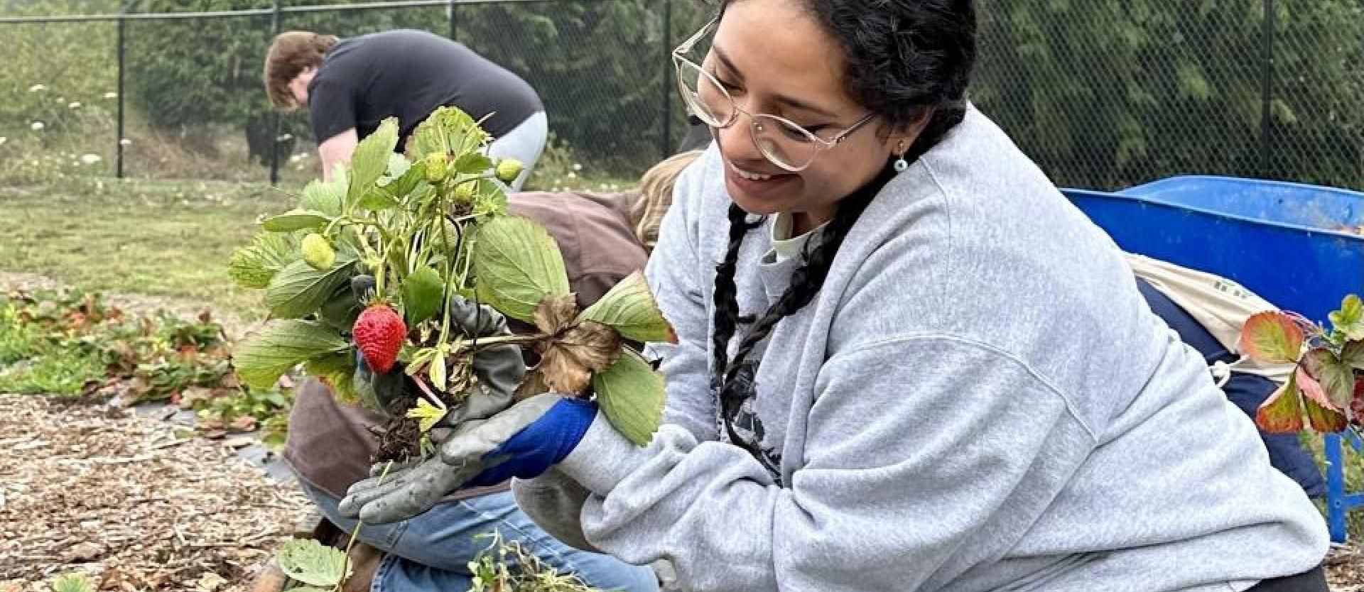 Harvesting strawberries at Potawot