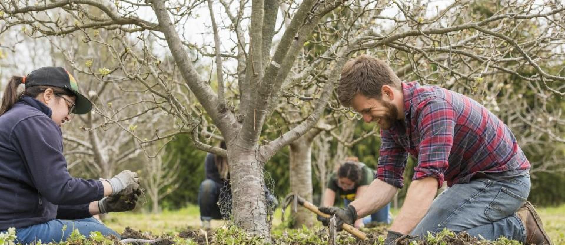 Orchard care at Potawot (Spring 2018)