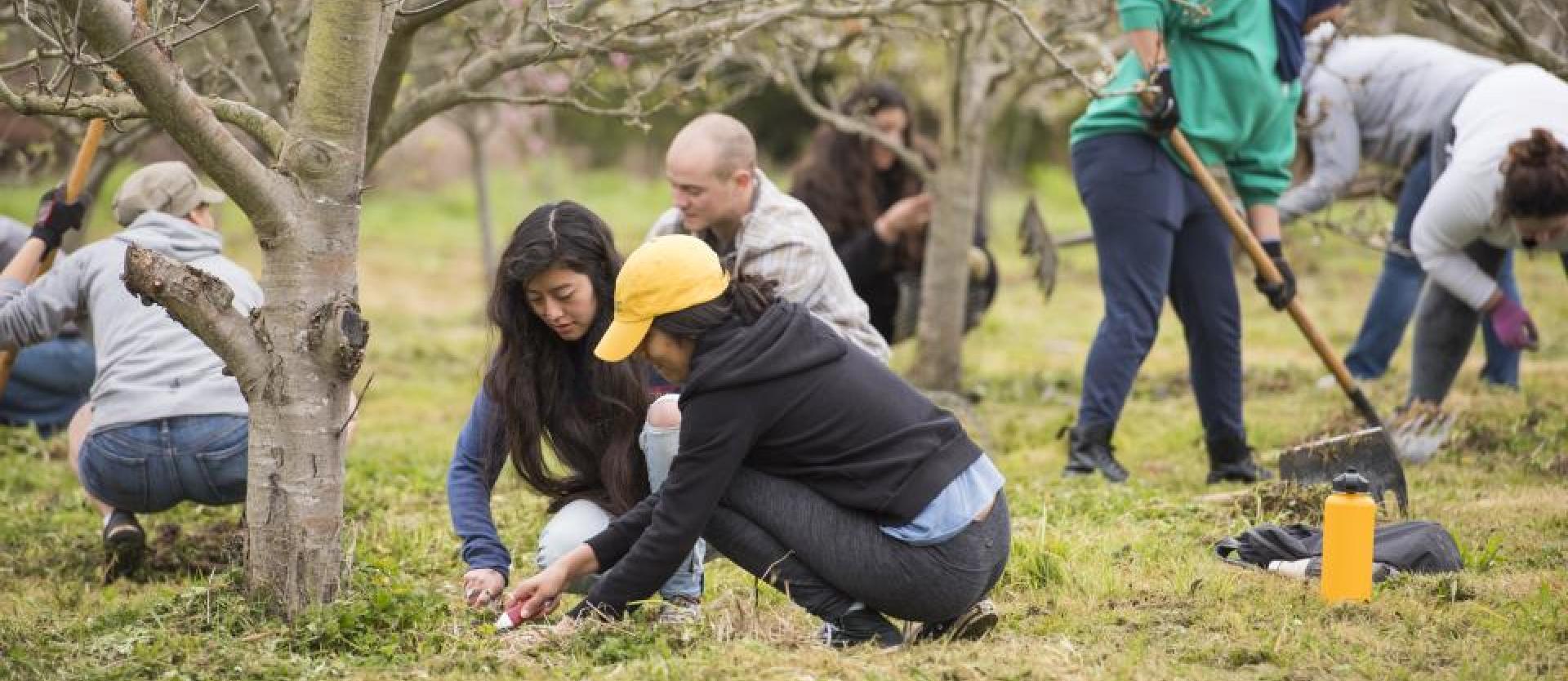 Orchard care at Potawot (Spring 2017)