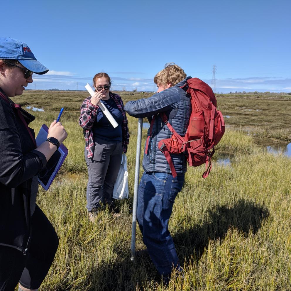 Collecting Sediment Cores at Arcata Marsh