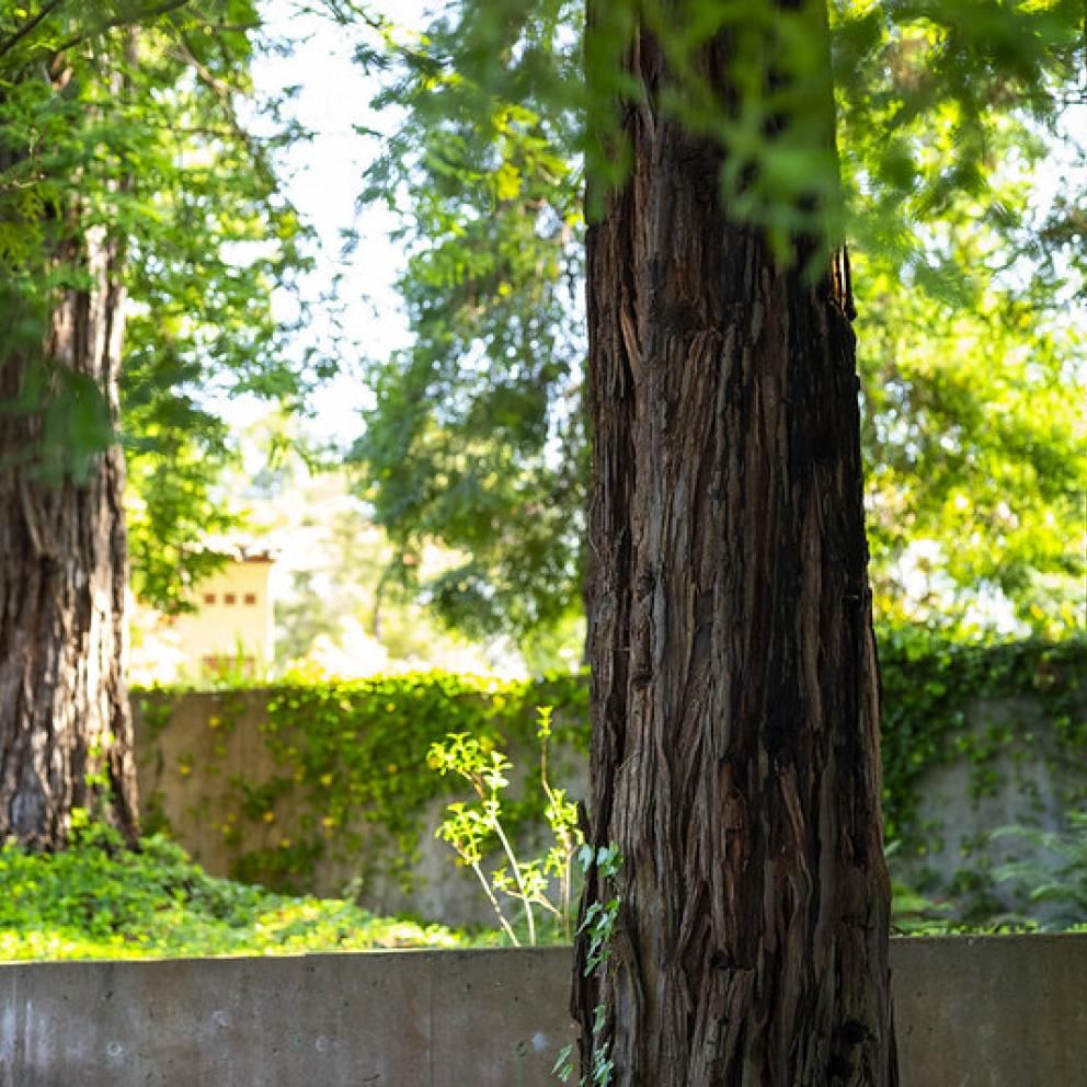 redwood trees