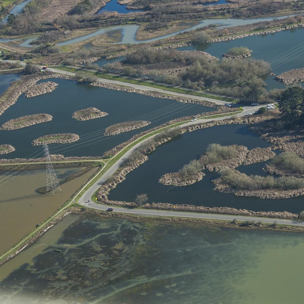 image of wetlands in the Arcata Marsh