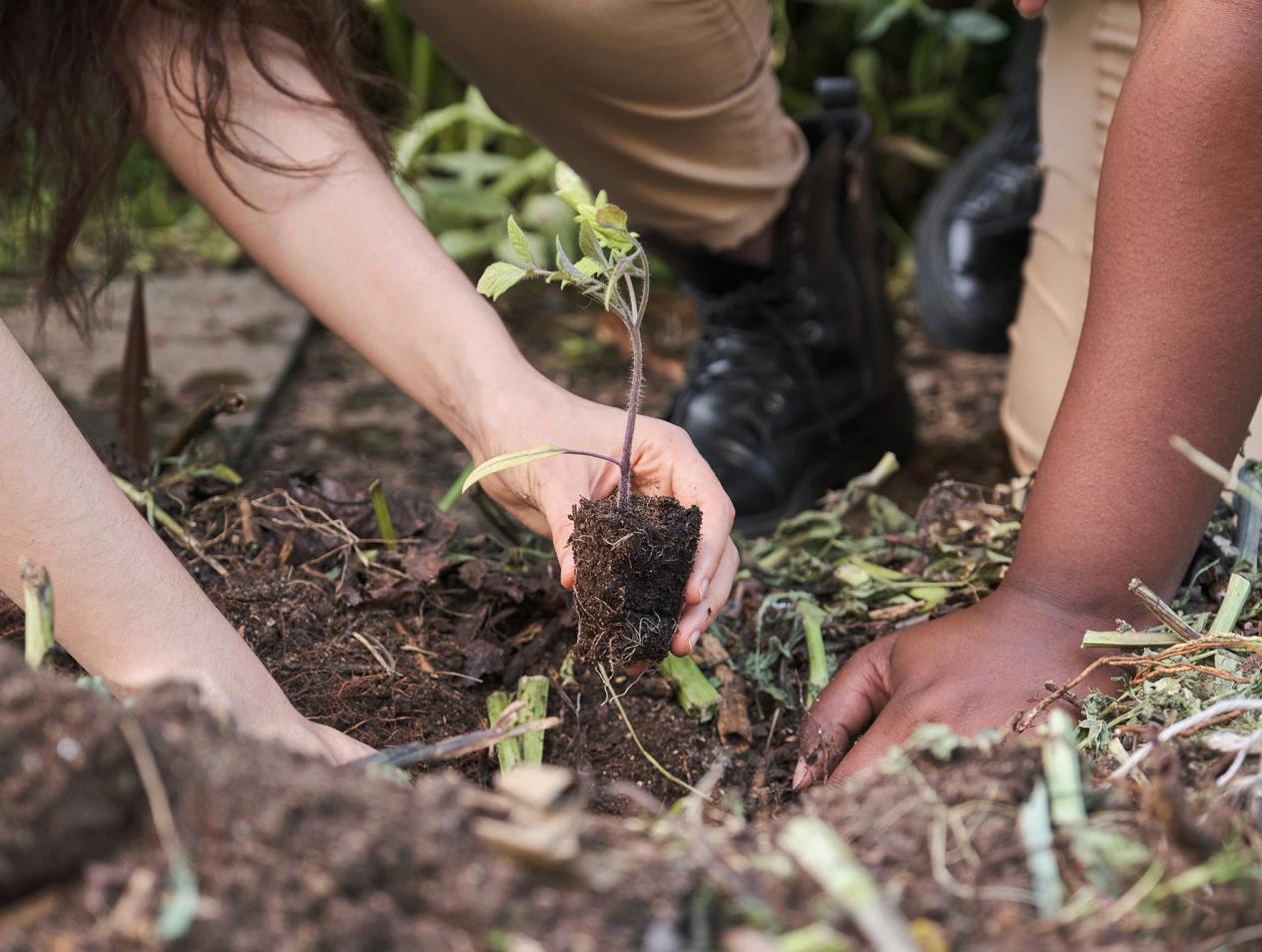 Critical Agriculture Studies & Agroecology, B.A.