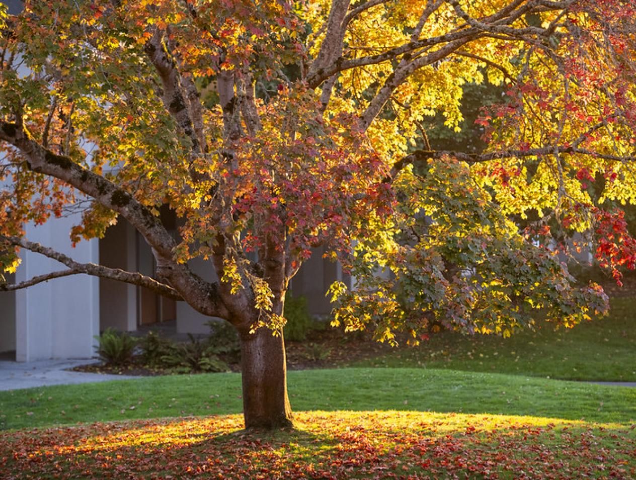 Center for Community Based Learning