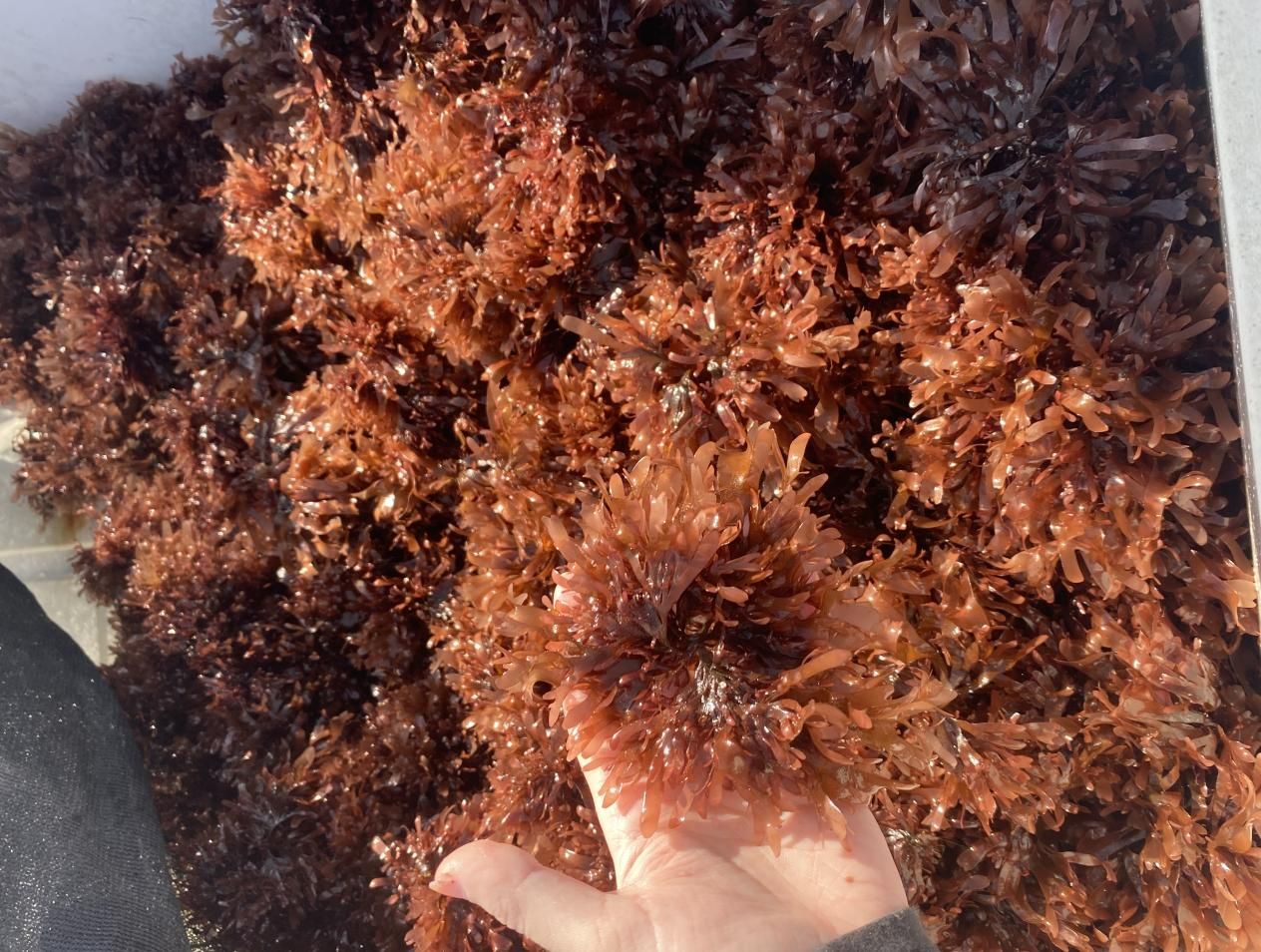Ghvtlh-k’vsh shu'-srnelh-'i (Kelp Guardians)