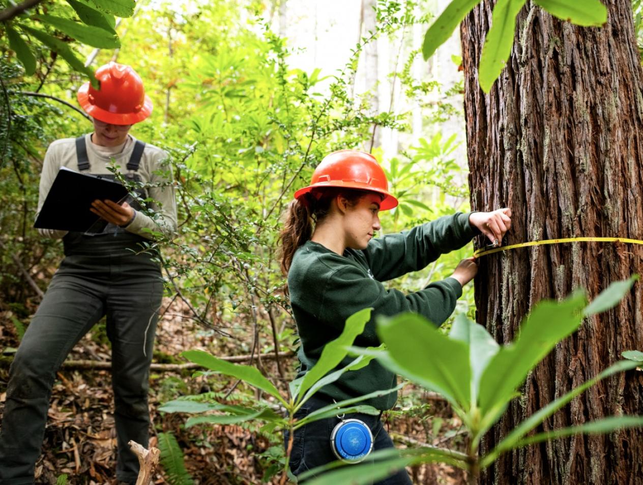 Forestry, M.F.