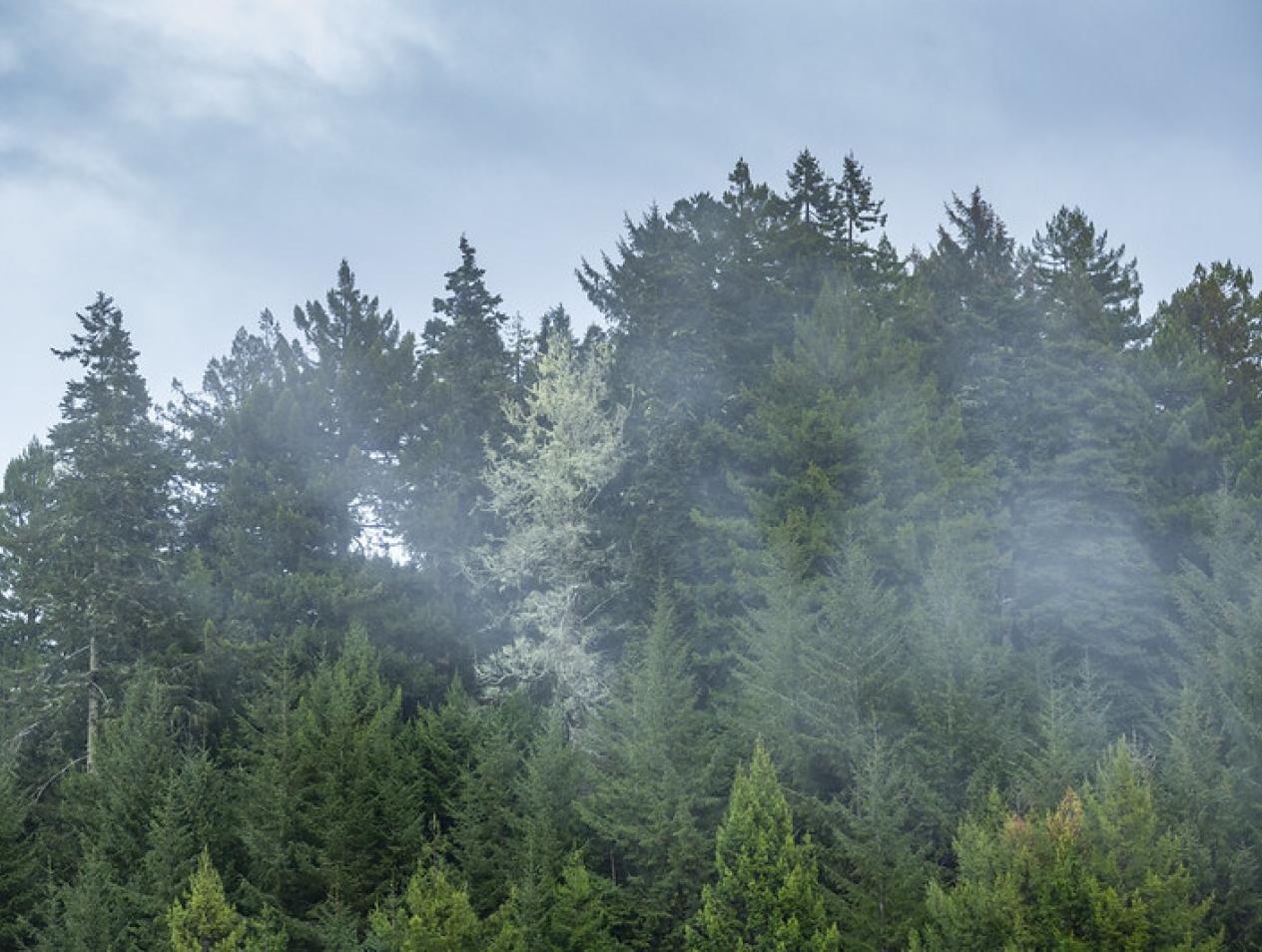 Carbon Sequestration & Offsets