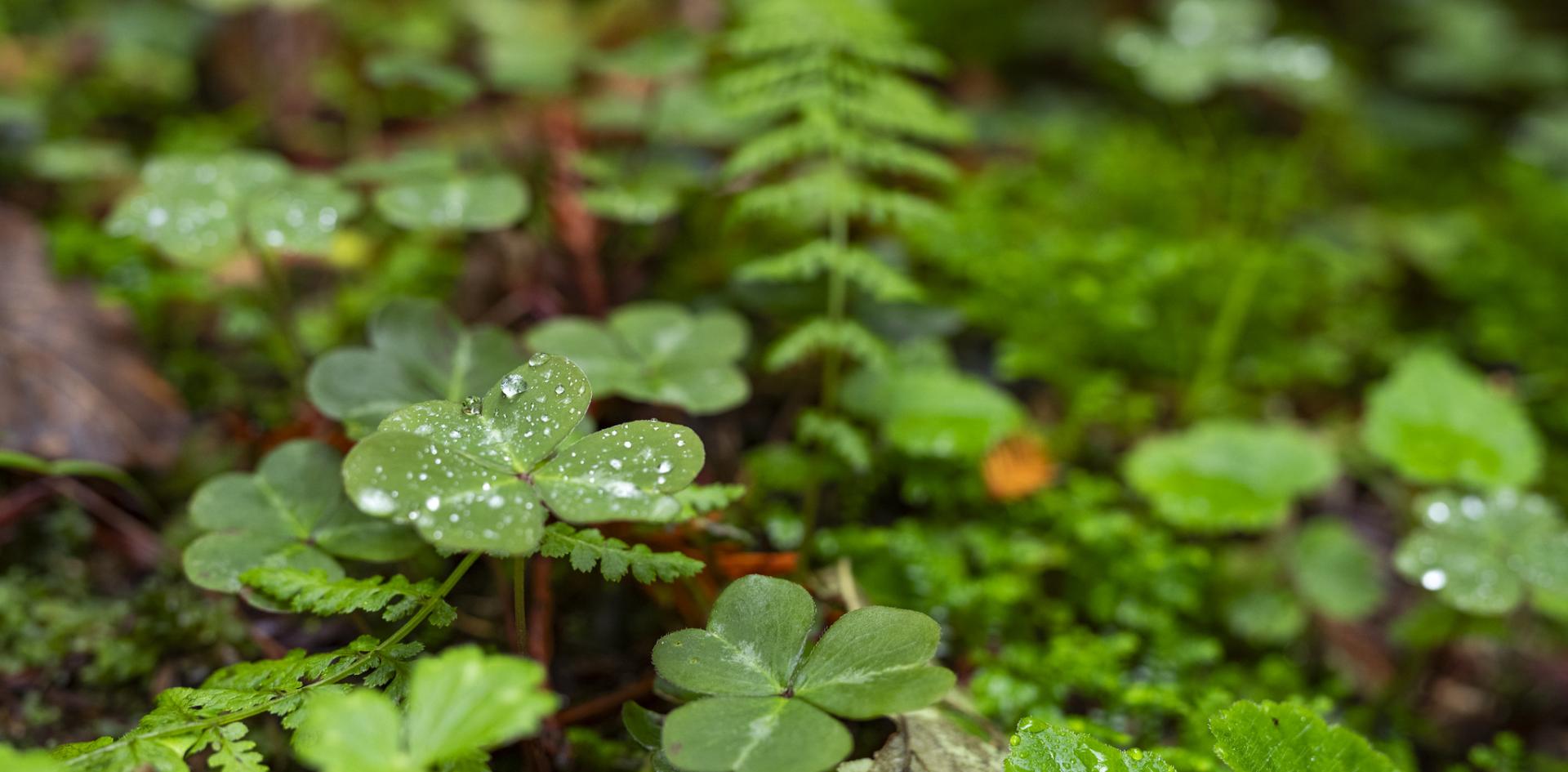 Clover and ferns in a redwood forest