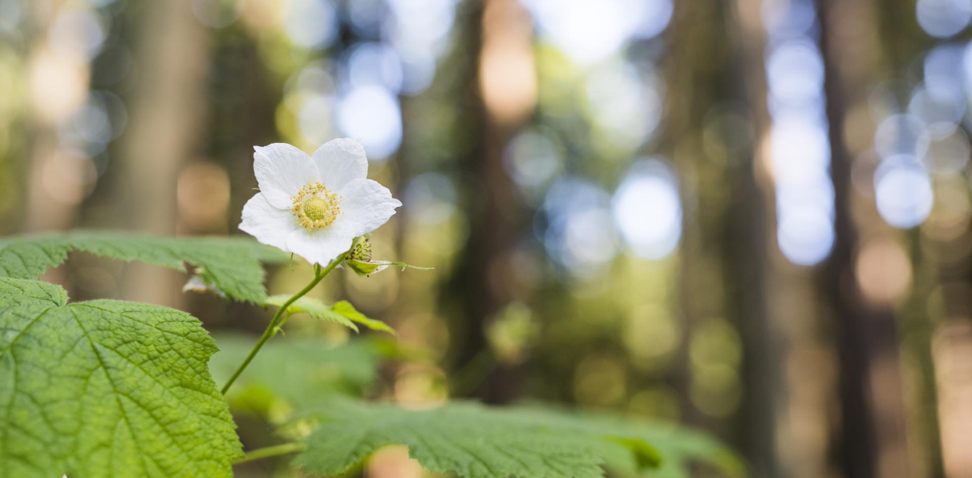 Clover in the forest