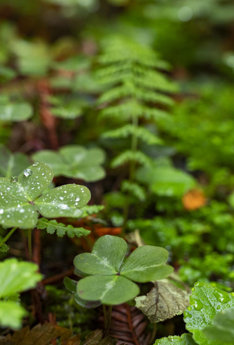 Clover and ferns in a redwood forest