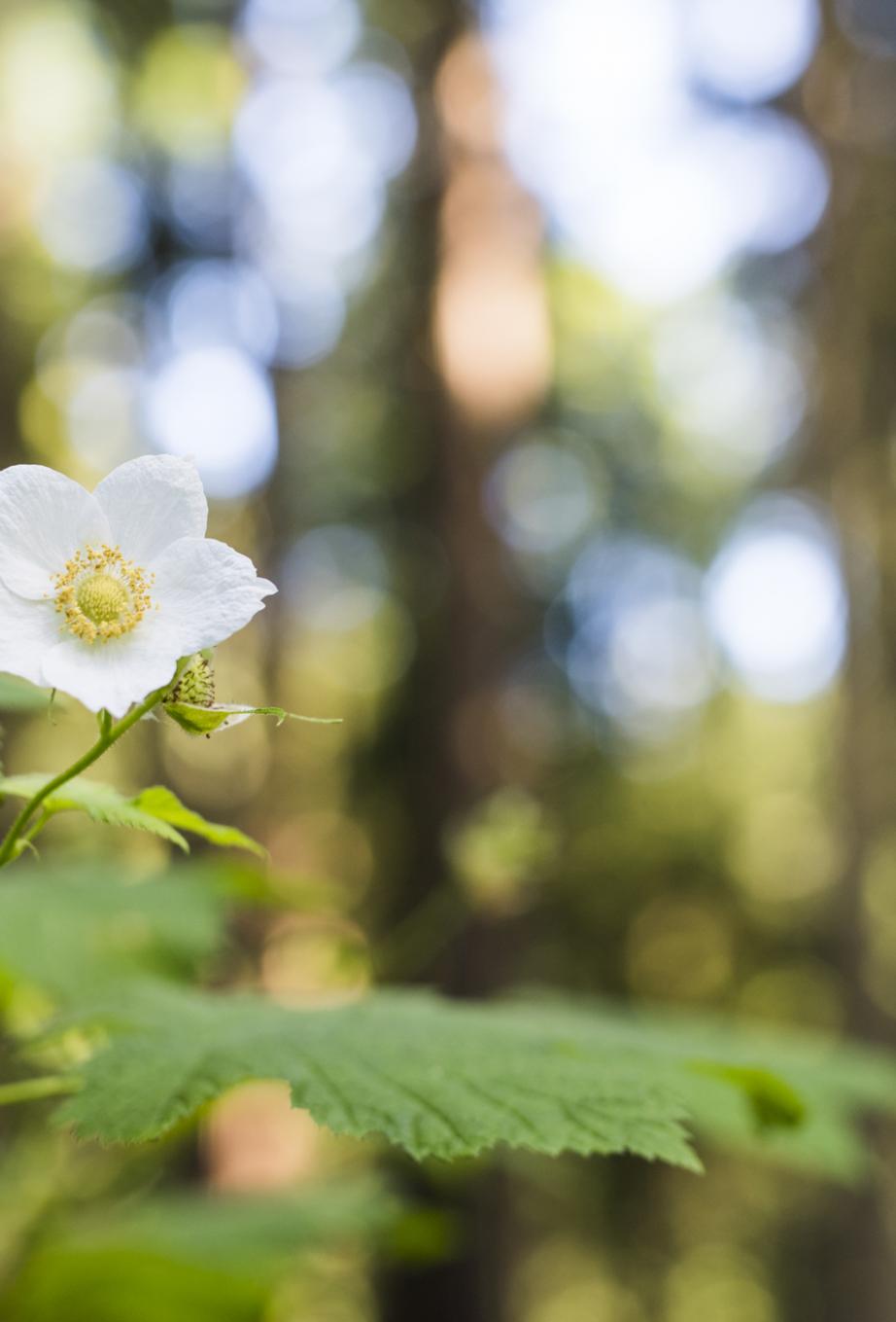 Clover in the forest