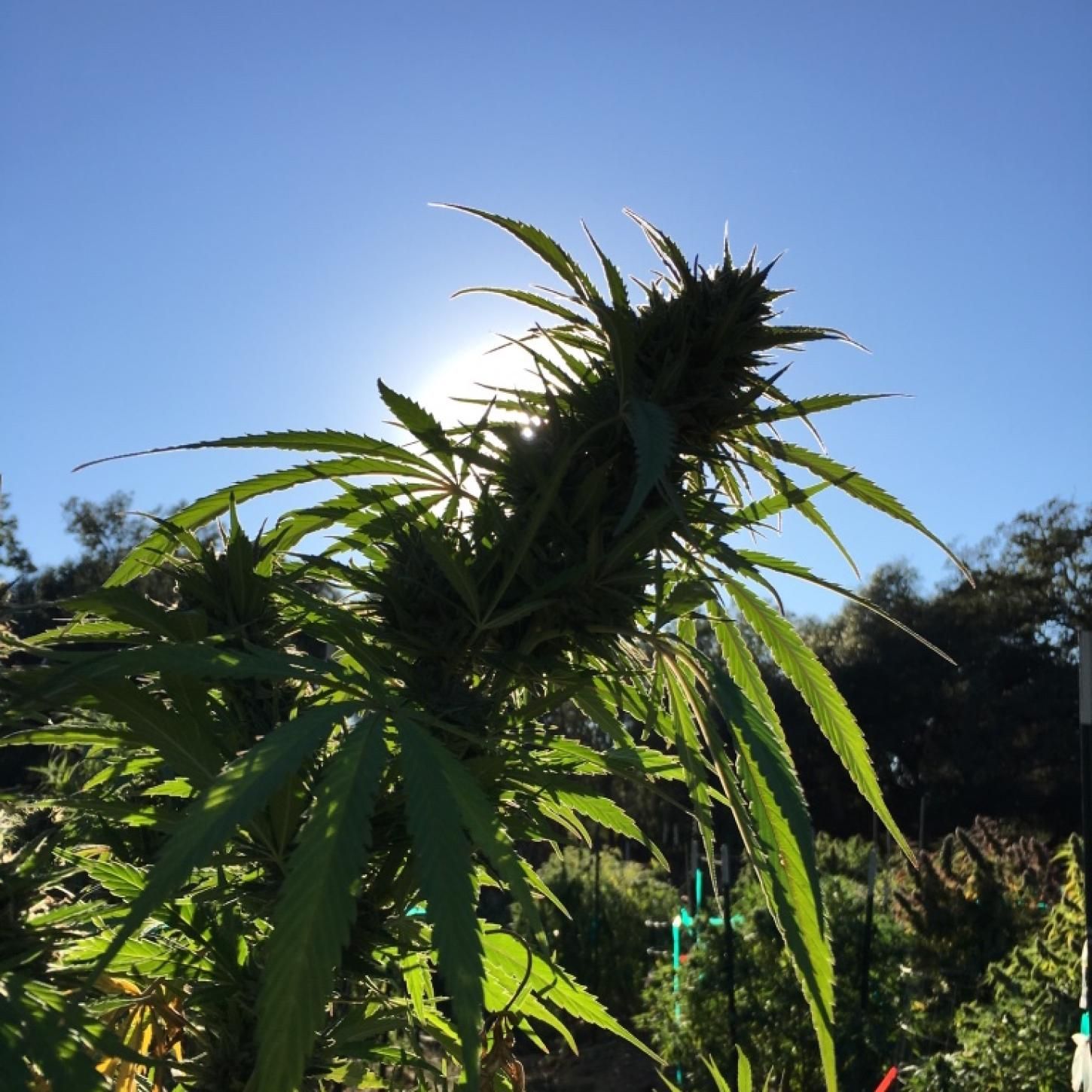 Cannabis plant