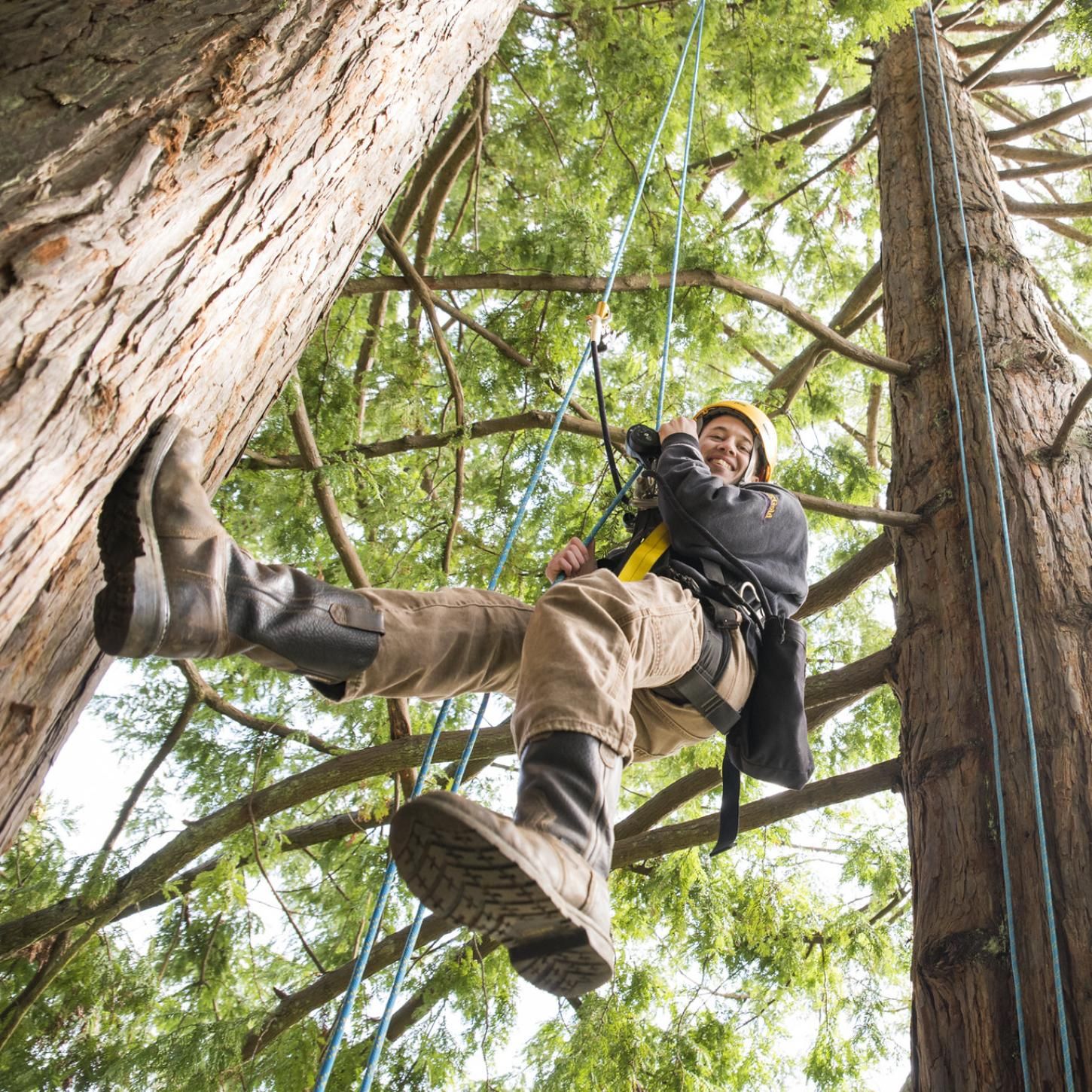 Person doing forestry field work