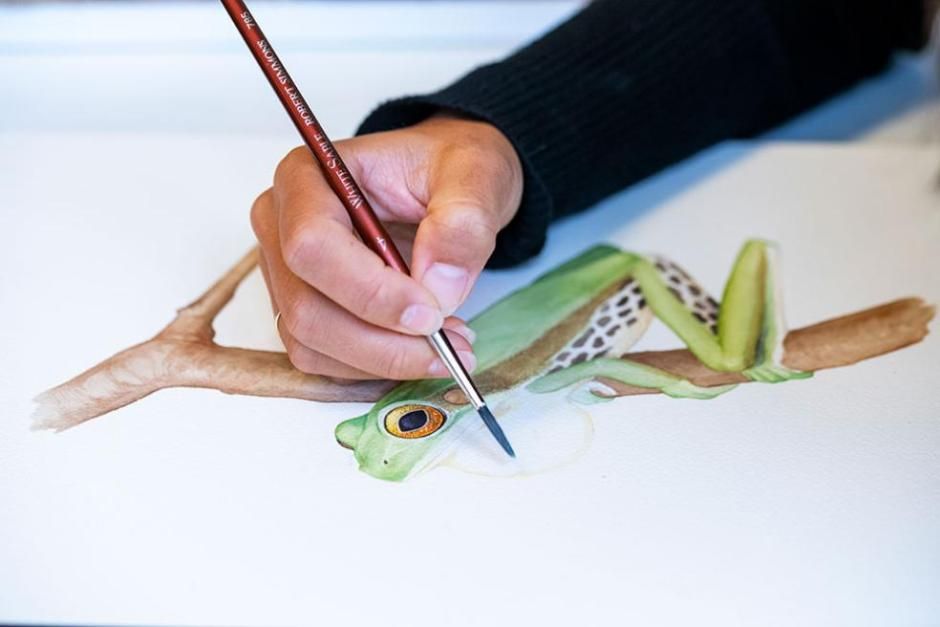The Campo Grande Tree Frog (Boana cymbalum) was last observed in 1963 in the State of São Paulo. It is one of two species of frogs formally declared to be extinct in Brazil. Illustration by Jamie Hefley.