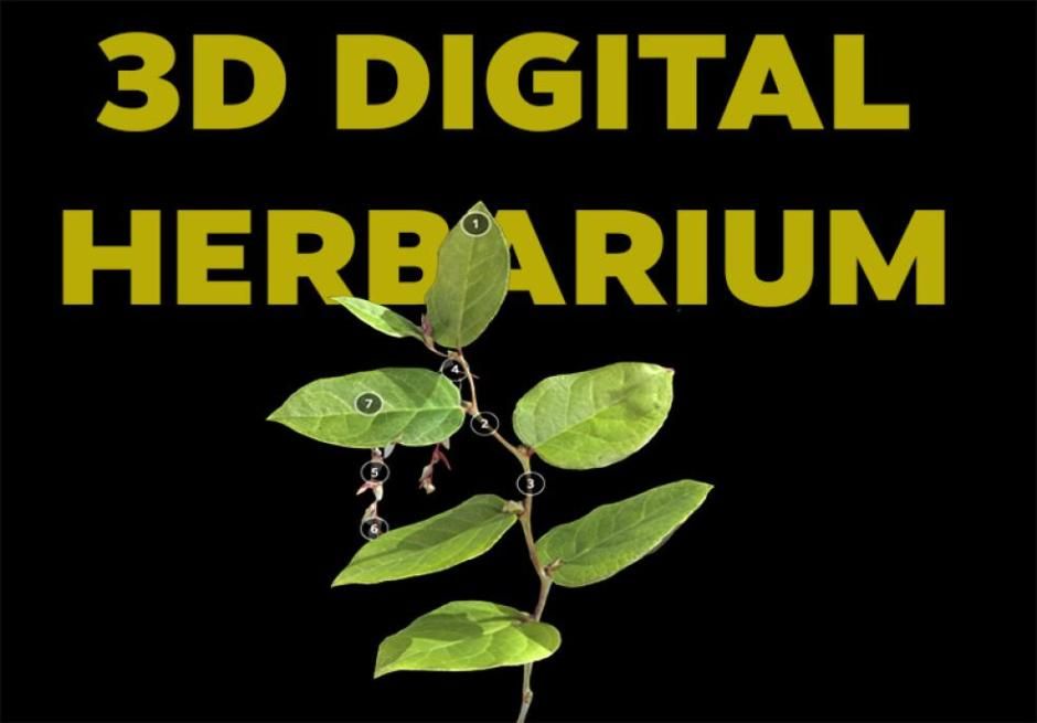 A screenshot of a specimen from the 3D Digital Herbarium
