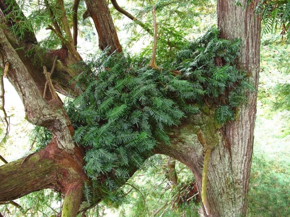 fern mat growing in crevise of redwood