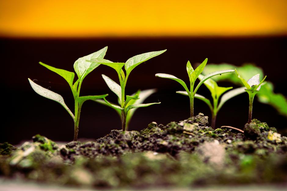 Redwood Region RISE - Micro-Investments in Community-Led Projects