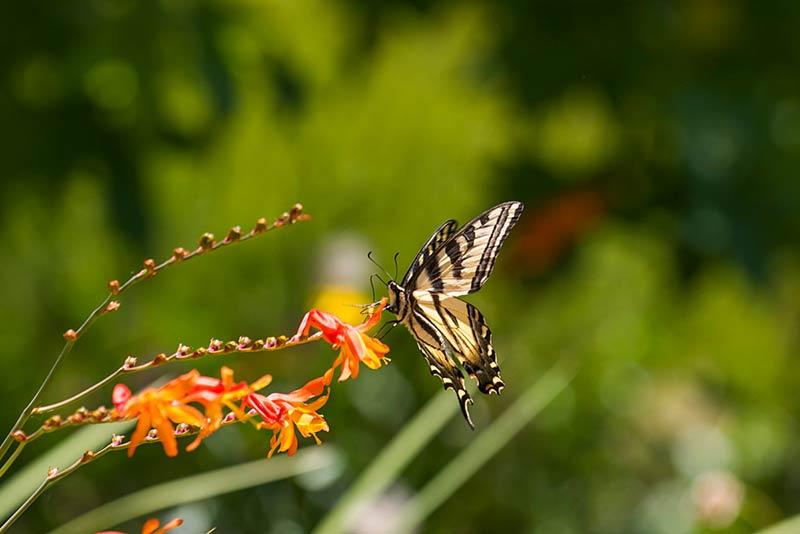 Image of a Butterfly 