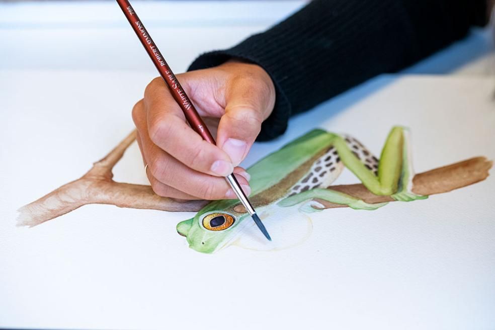 The Campo Grande Tree Frog (Boana cymbalum) was last observed in 1963 in the State of São Paulo. It is one of two species of frogs formally declared to be extinct in Brazil. Illustration by Jamie Hefley.