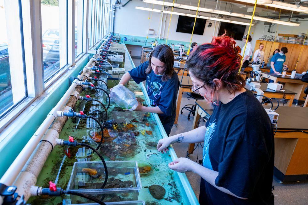 A photo of two students at the Telonicher Marine Lab gathering samples from the aqua tank. 