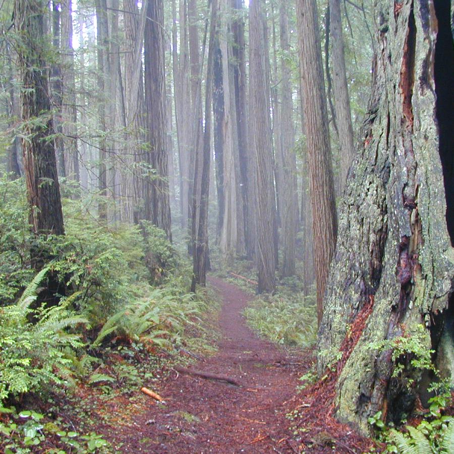 A wood chip trail leads through many large trees. The air is misty and there are many green ferns and most spread throughout the scene