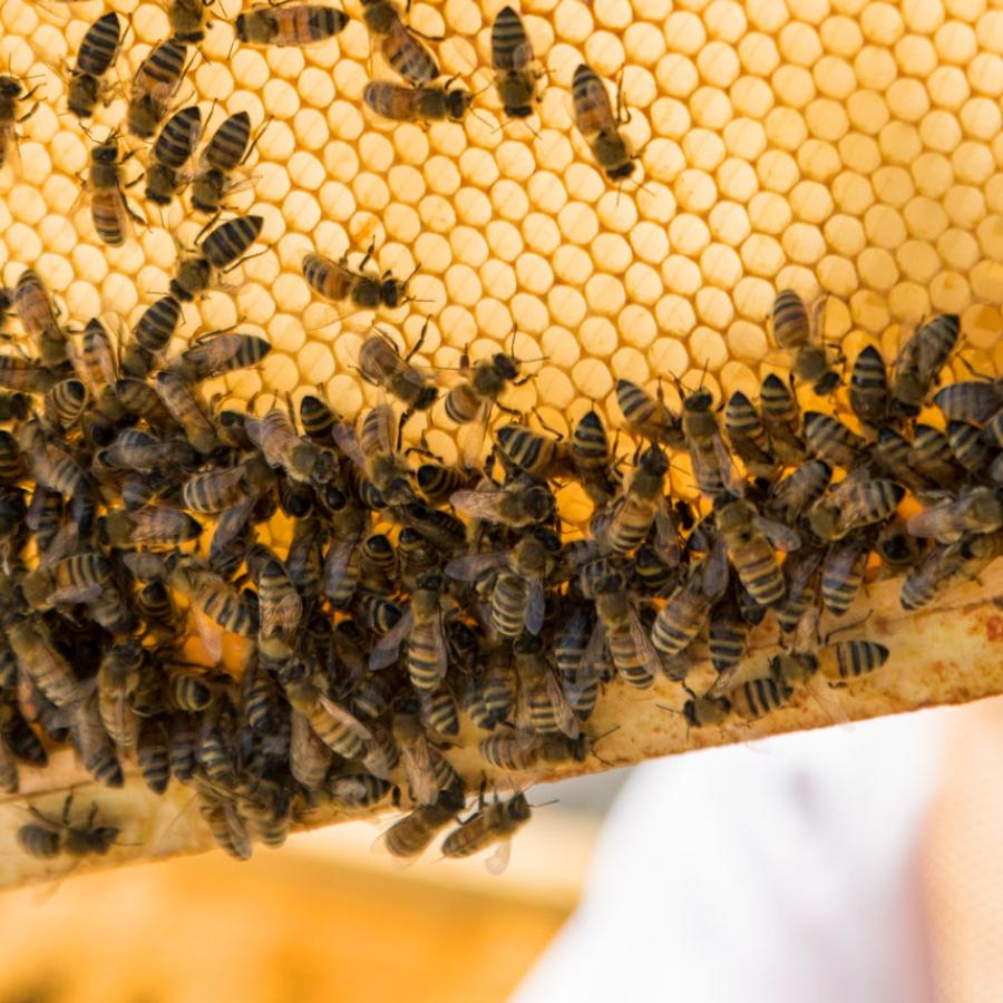 Frame from a bee hive, covered in bees