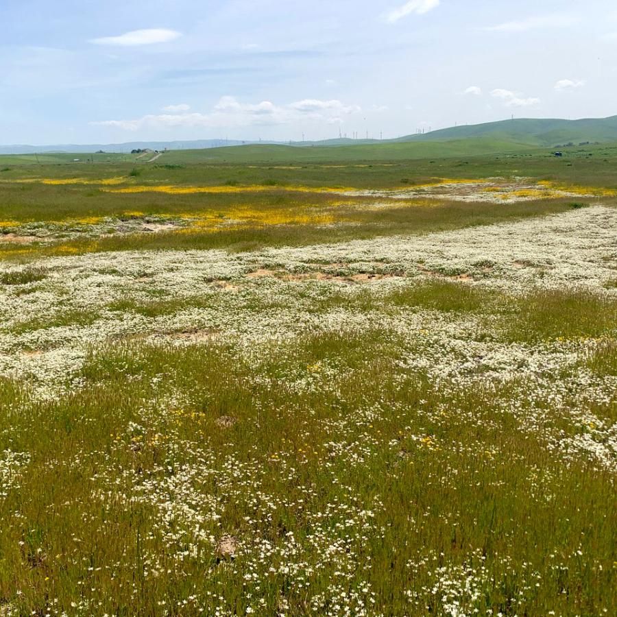 vernal pools near Byron Airport