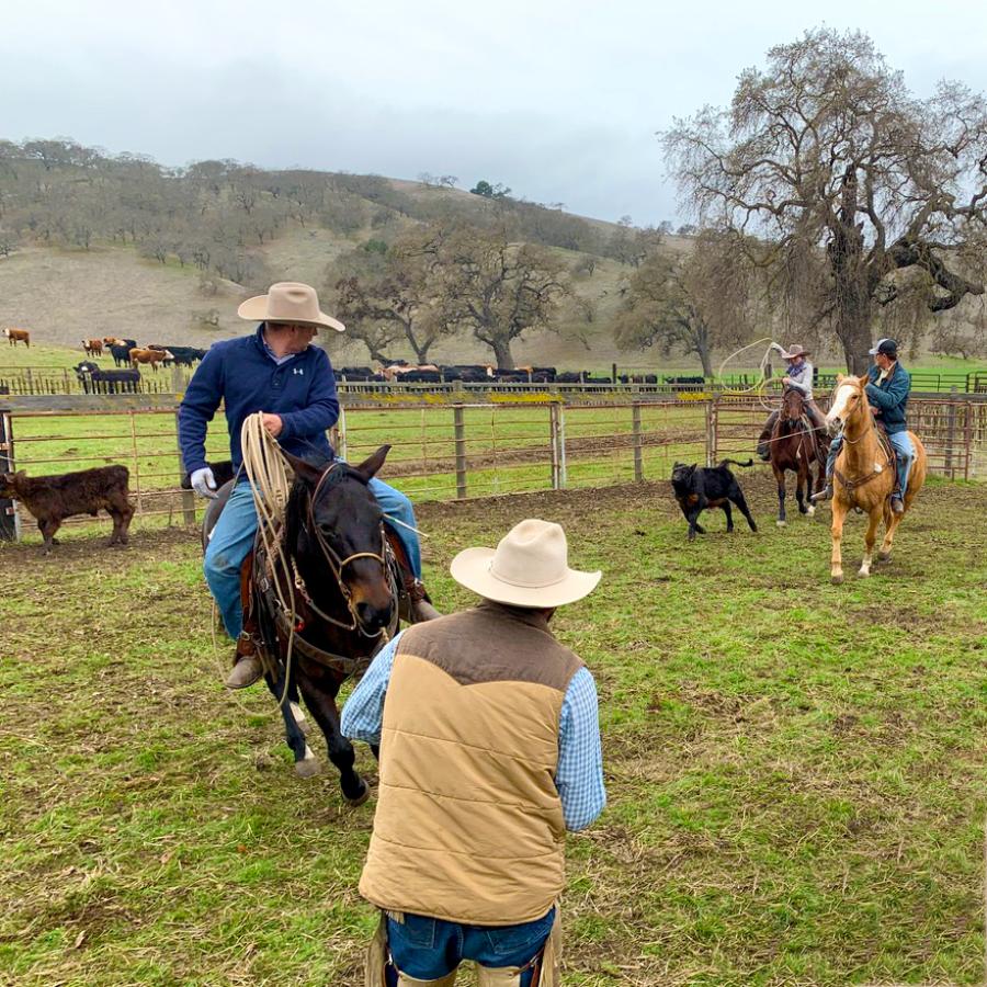 Ranch hands on horses, working with young cattle