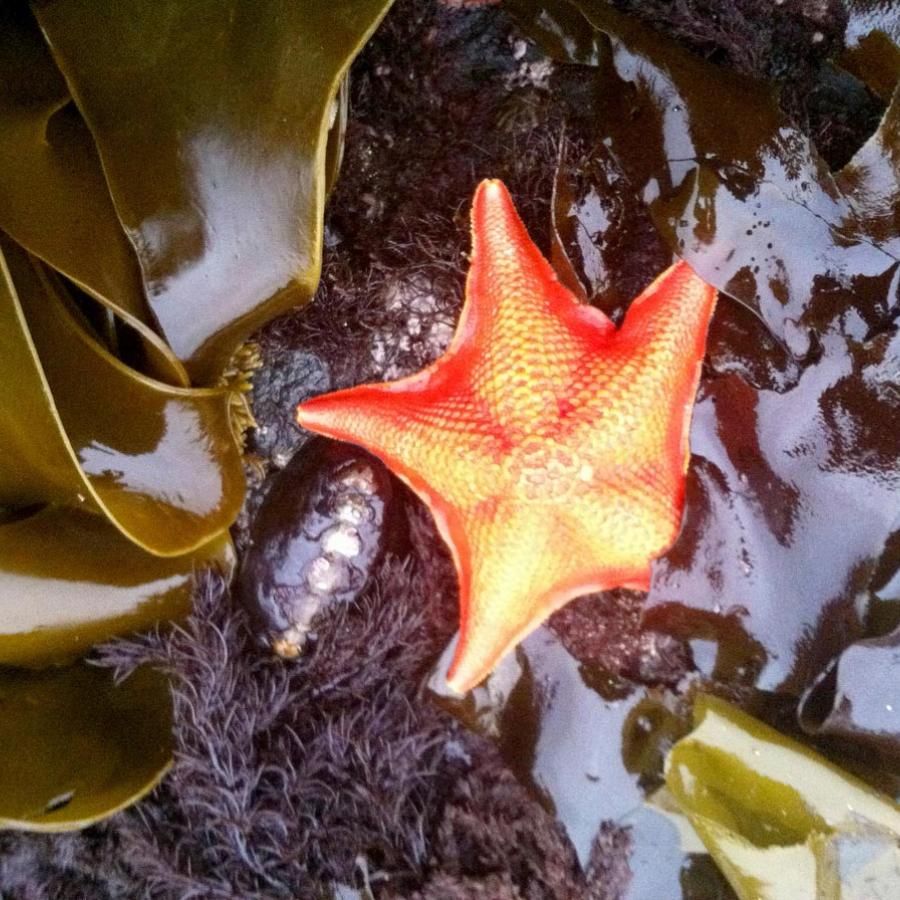 Sea star in tidepool
