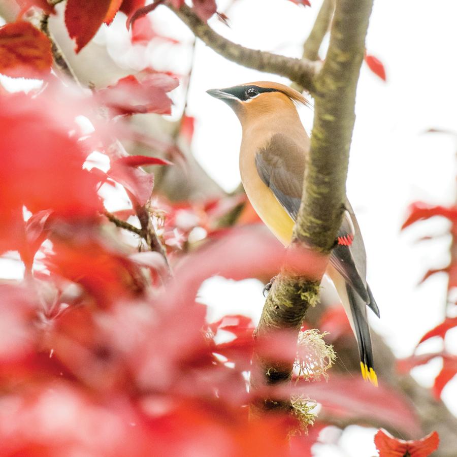 Cedar waxwing in tree