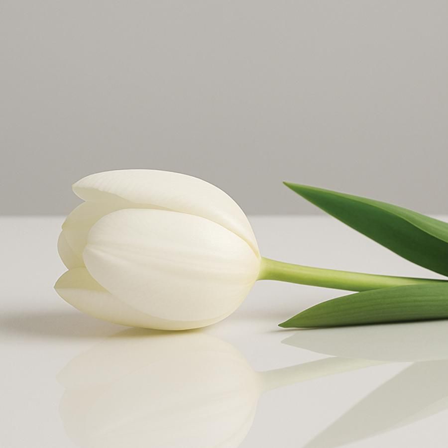 white tulip lying on white table