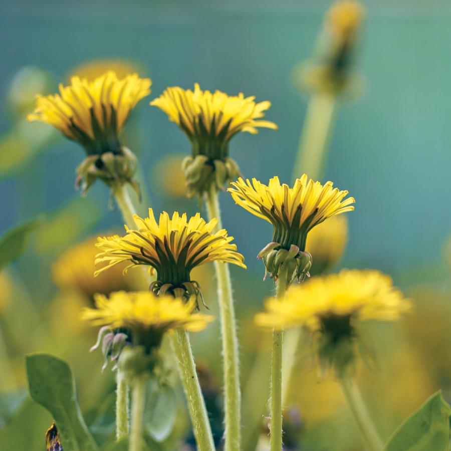 Dandelion flowers