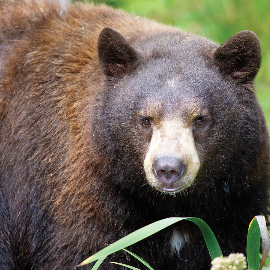 Face of Sequoia Park Zoo bear