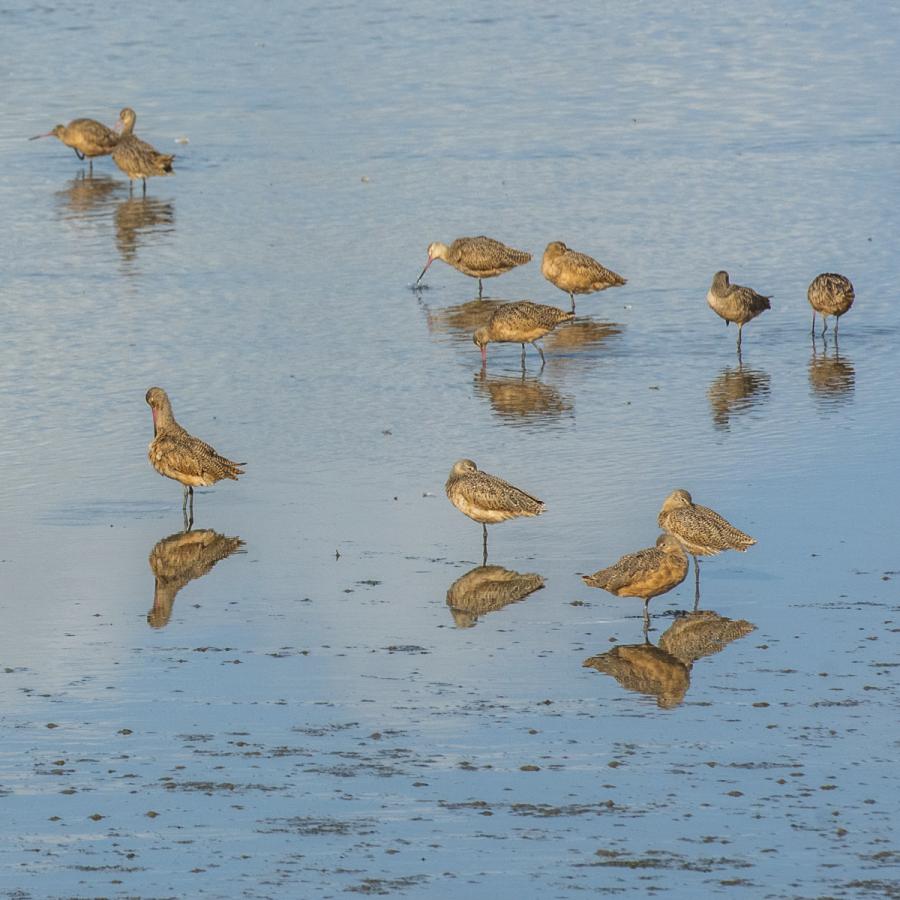 Water birds in bay waters